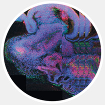 17 главных научных открытий 2013-го года