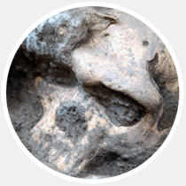 17 главных научных открытий 2013-го года