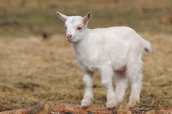 Год Козы 2015