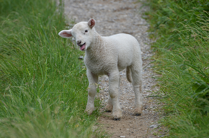 Год Козы 2015