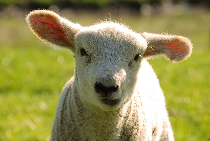 Год Козы 2015