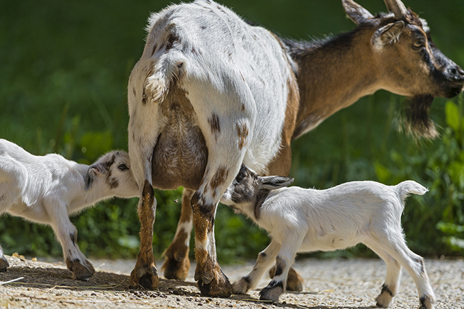 Год Козы 2015