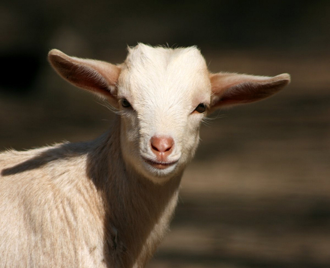 Год Козы 2015