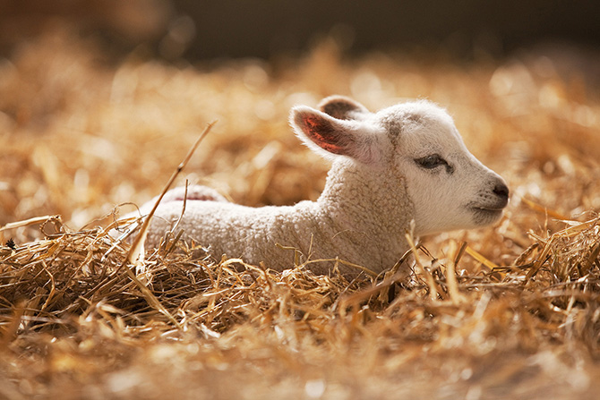 Год Козы 2015