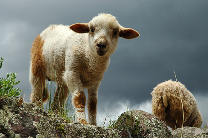 Год Козы 2015