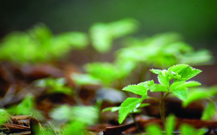 Необычные способы обращения с прахом умершего