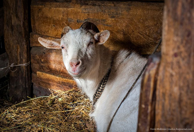 В гостях у самой известной в мире таежной отшельницы