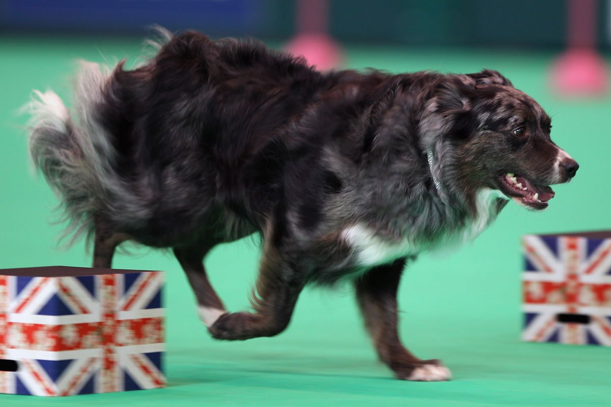 Рейтинг самых умных пород собак от собачьего психолога