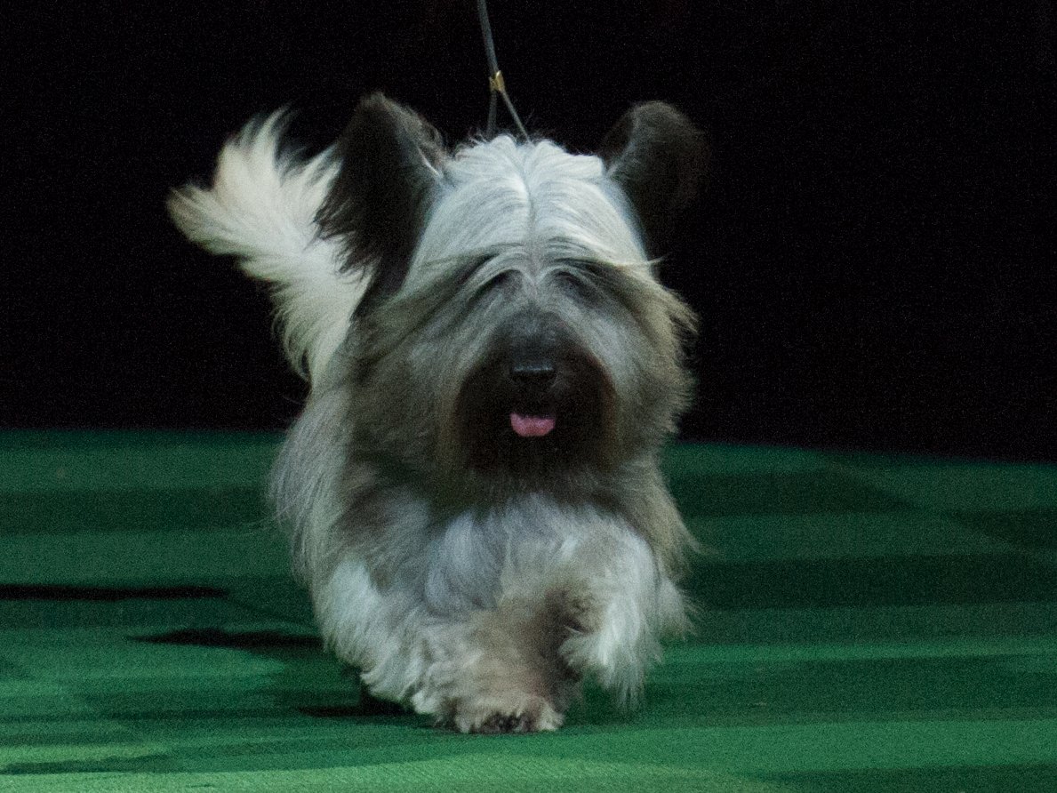 Рейтинг самых умных пород собак от собачьего психолога Рейтинг самых умных пород собак от собачьего психолога