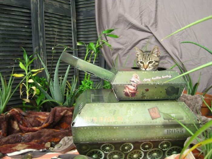 Прикольные картинки