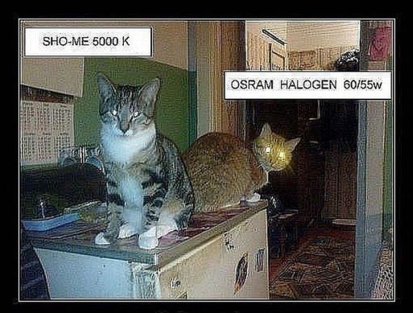 Авто-юмор. Часть 4 (40 фото)