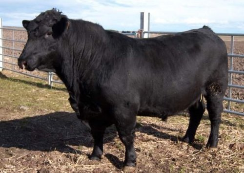 Топ-10: Самые странные спа-процедуры