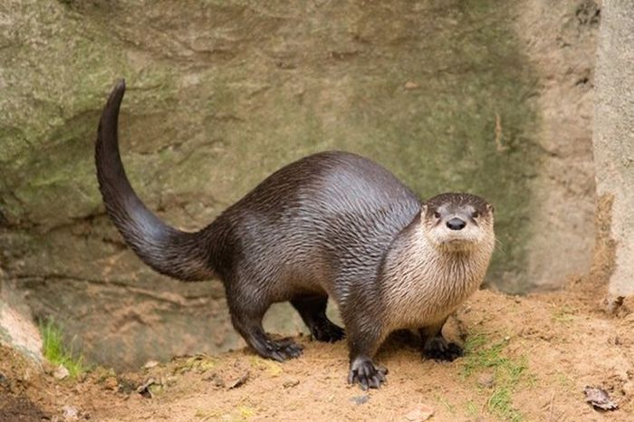 Короткие и любопытные факты Короткие и любопытные факты