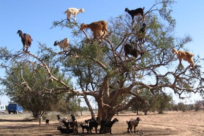 Короткие и любопытные факты Короткие и любопытные факты