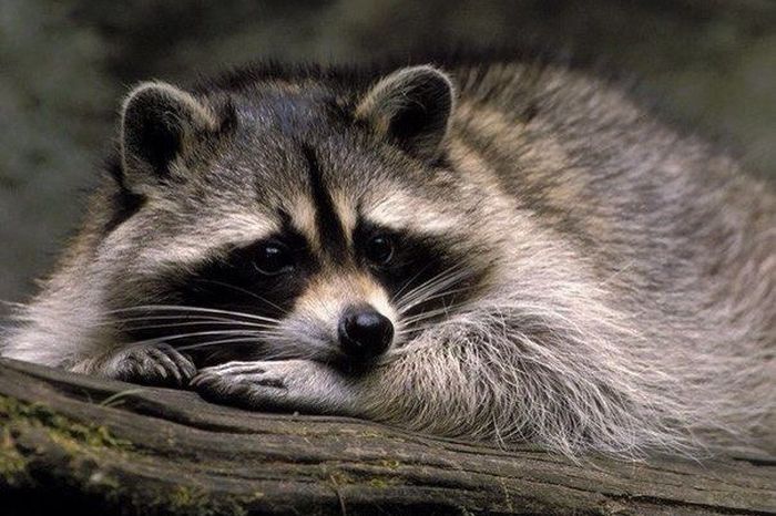 Короткие и любопытные факты Короткие и любопытные факты