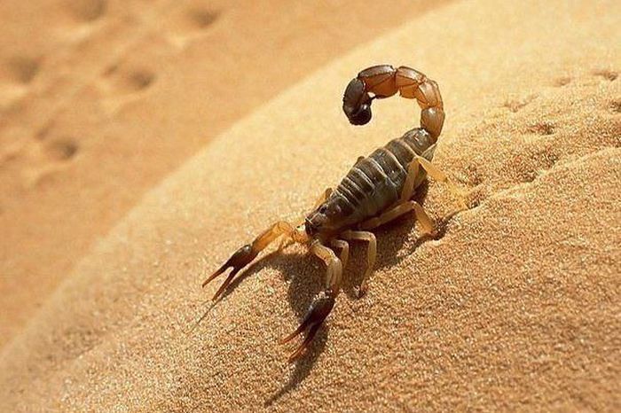 Короткие и любопытные факты Короткие и любопытные факты