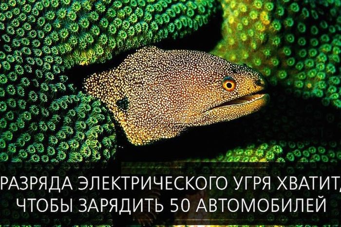 Короткие и любопытные факты Короткие и любопытные факты