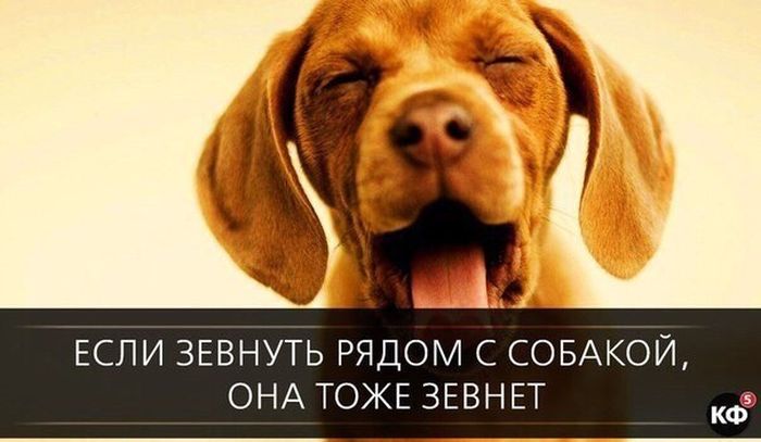 Короткие и любопытные факты Короткие и любопытные факты