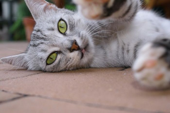 Короткие и любопытные факты Короткие и любопытные факты