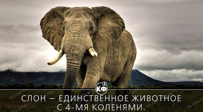 Короткие и любопытные факты Короткие и любопытные факты