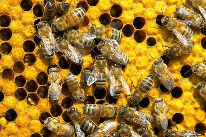 Короткие и любопытные факты Короткие и любопытные факты