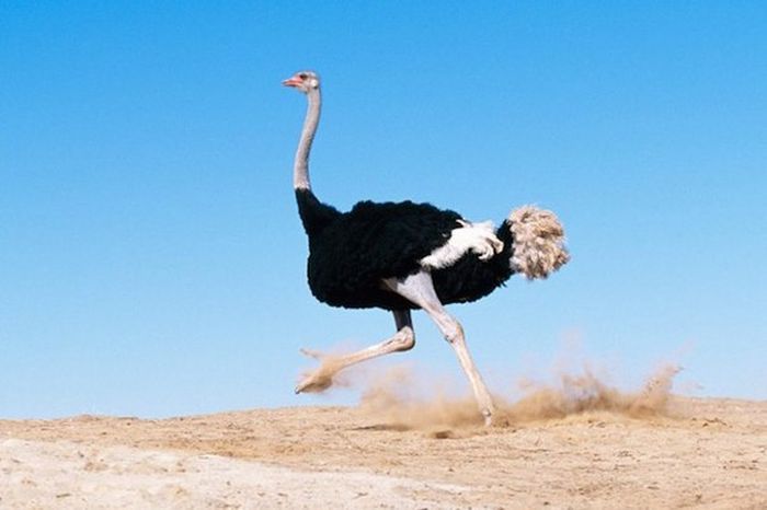 Короткие и любопытные факты Короткие и любопытные факты