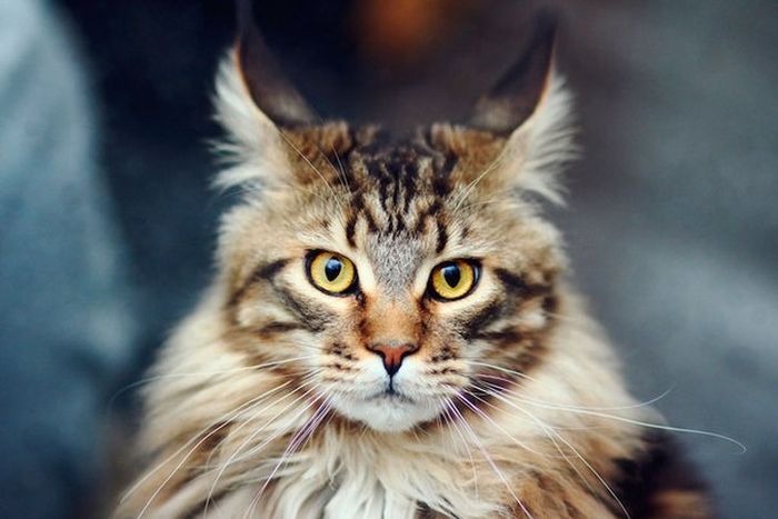 Короткие и любопытные факты Короткие и любопытные факты