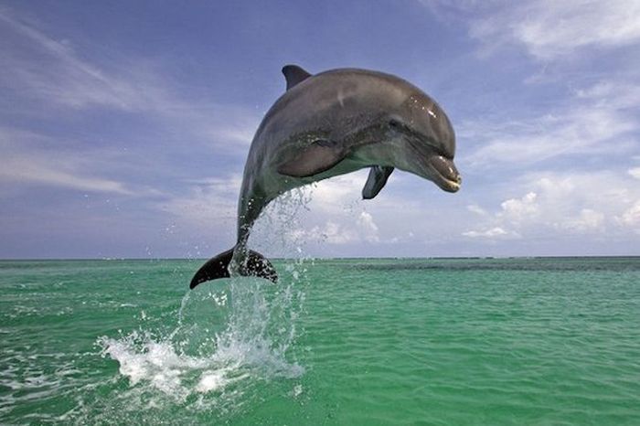 Короткие и любопытные факты Короткие и любопытные факты