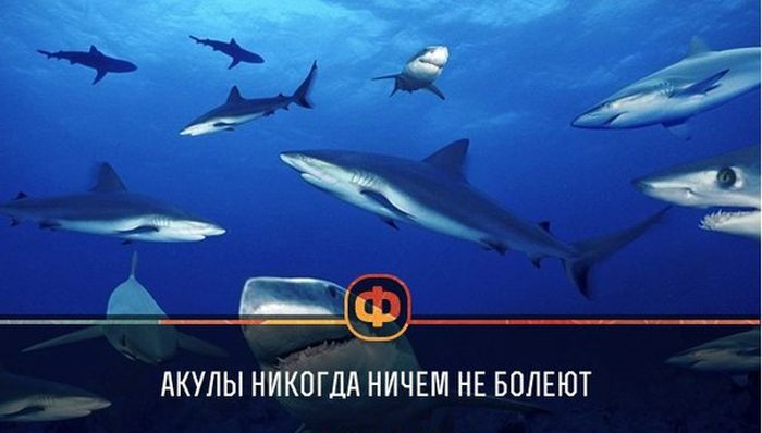 Короткие и любопытные факты Короткие и любопытные факты