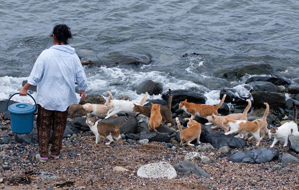 Остров кошек Остров кошек