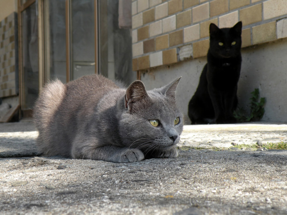 Остров кошек Остров кошек