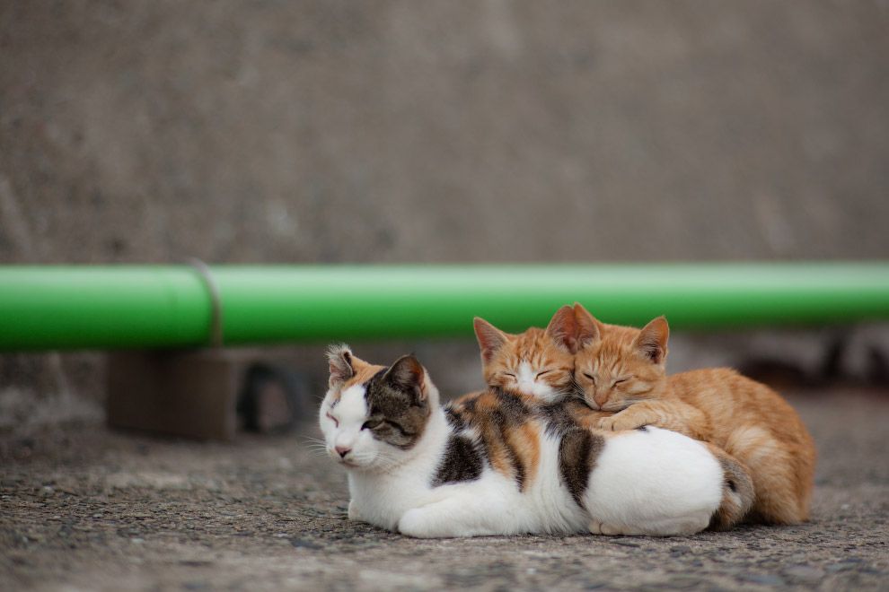 Остров кошек Остров кошек