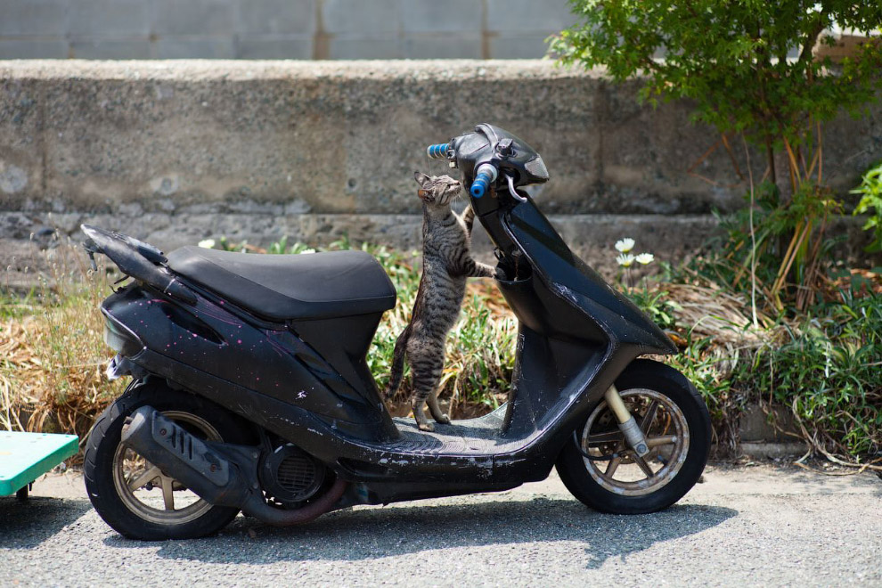 Остров кошек Остров кошек