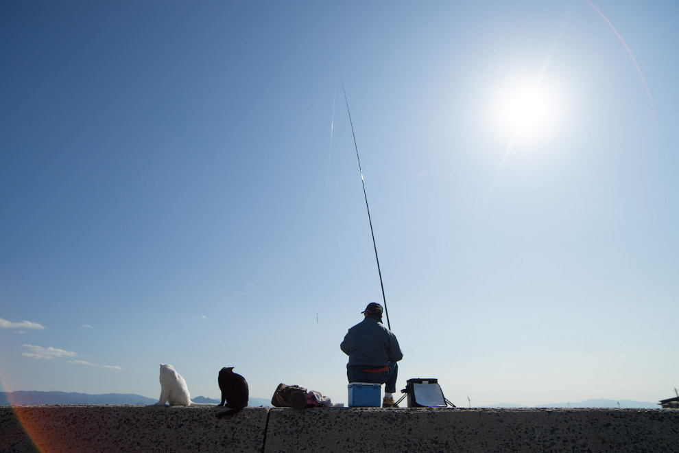 Остров кошек Остров кошек