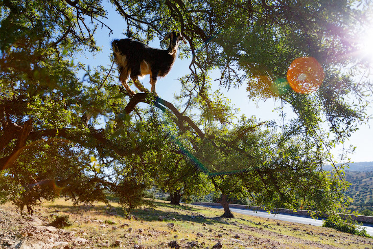 Бутафорский Голливуд и козы на деревьях Бутафорский Голливуд и козы на деревьях