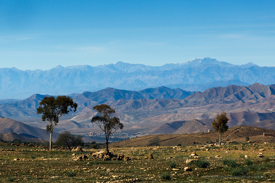 Бутафорский Голливуд и козы на деревьях Бутафорский Голливуд и козы на деревьях