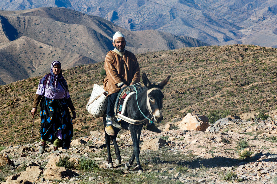 Бутафорский Голливуд и козы на деревьях Бутафорский Голливуд и козы на деревьях