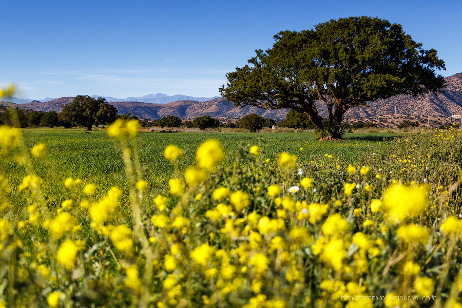 Бутафорский Голливуд и козы на деревьях Бутафорский Голливуд и козы на деревьях