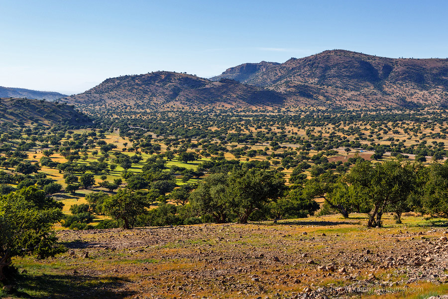 Бутафорский Голливуд и козы на деревьях Бутафорский Голливуд и козы на деревьях