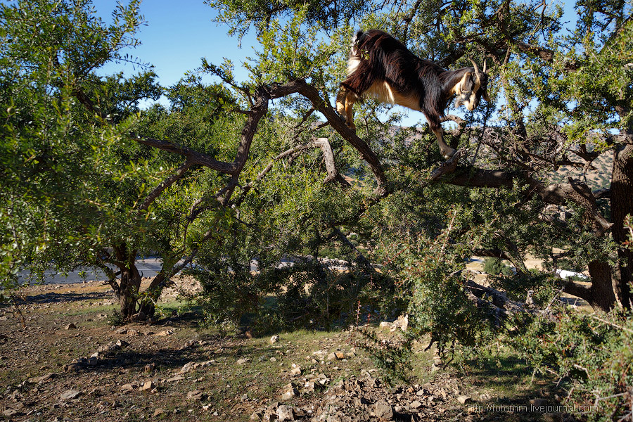 Бутафорский Голливуд и козы на деревьях Бутафорский Голливуд и козы на деревьях