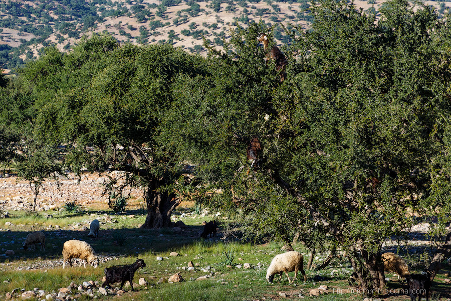 Бутафорский Голливуд и козы на деревьях Бутафорский Голливуд и козы на деревьях