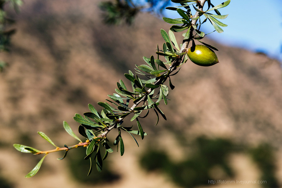 Бутафорский Голливуд и козы на деревьях Бутафорский Голливуд и козы на деревьях