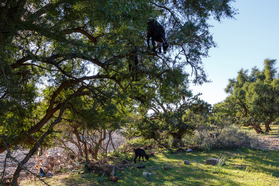 Бутафорский Голливуд и козы на деревьях Бутафорский Голливуд и козы на деревьях