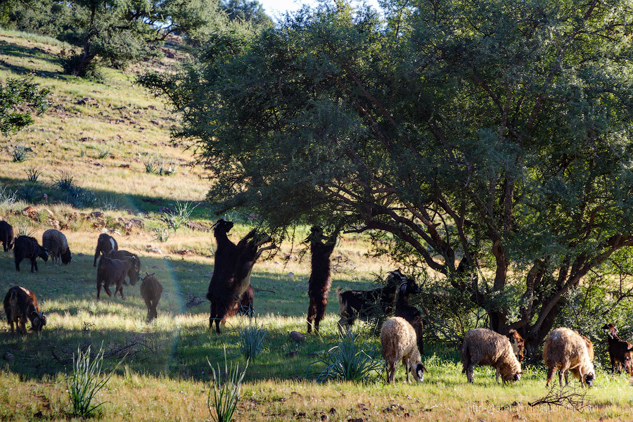 Бутафорский Голливуд и козы на деревьях Бутафорский Голливуд и козы на деревьях