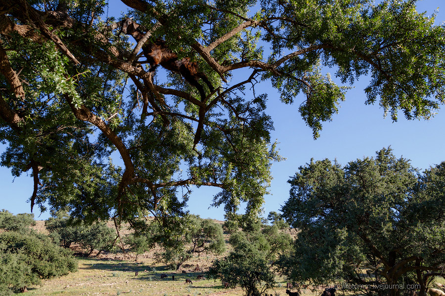 Бутафорский Голливуд и козы на деревьях Бутафорский Голливуд и козы на деревьях