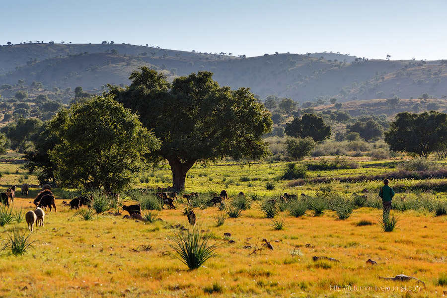 Бутафорский Голливуд и козы на деревьях Бутафорский Голливуд и козы на деревьях