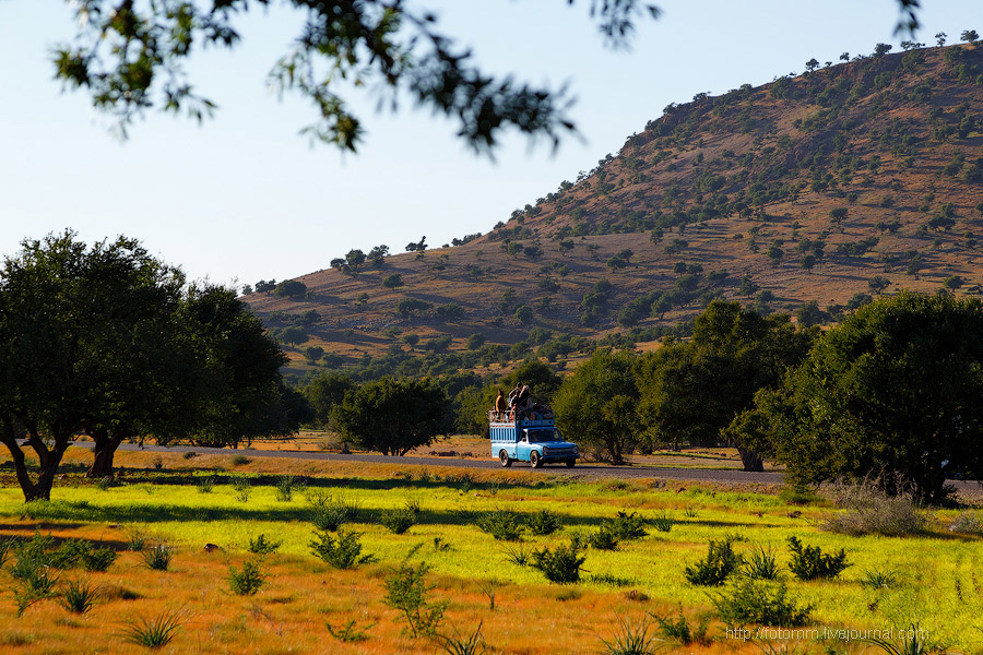 Бутафорский Голливуд и козы на деревьях Бутафорский Голливуд и козы на деревьях