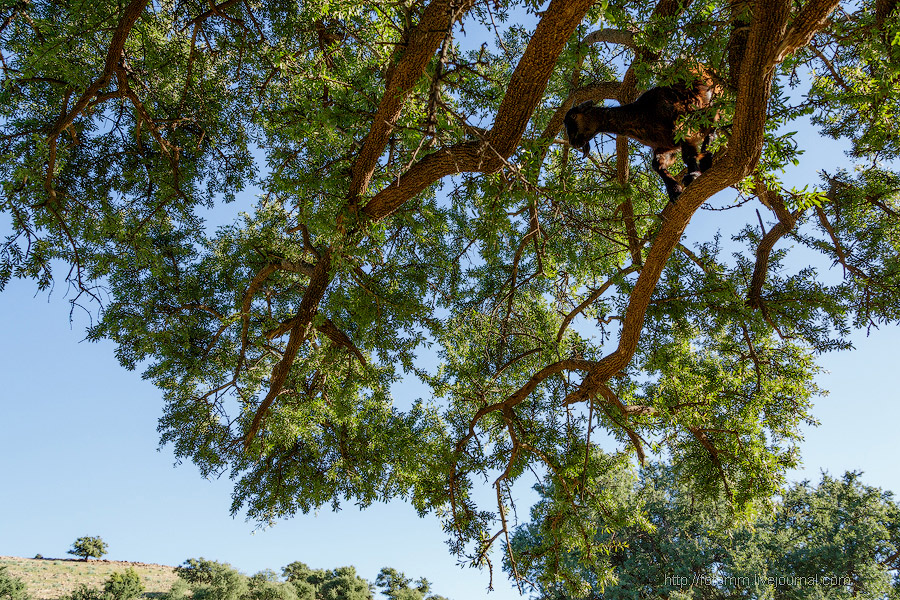 Бутафорский Голливуд и козы на деревьях Бутафорский Голливуд и козы на деревьях