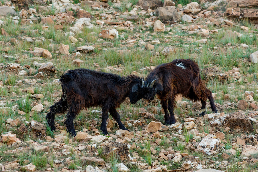 Бутафорский Голливуд и козы на деревьях Бутафорский Голливуд и козы на деревьях