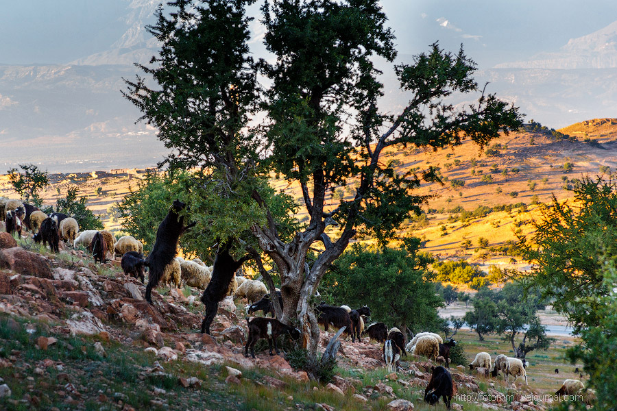 Бутафорский Голливуд и козы на деревьях Бутафорский Голливуд и козы на деревьях